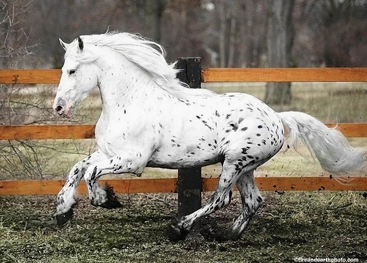 Friesian/Appaloosa Crossbreed Horses